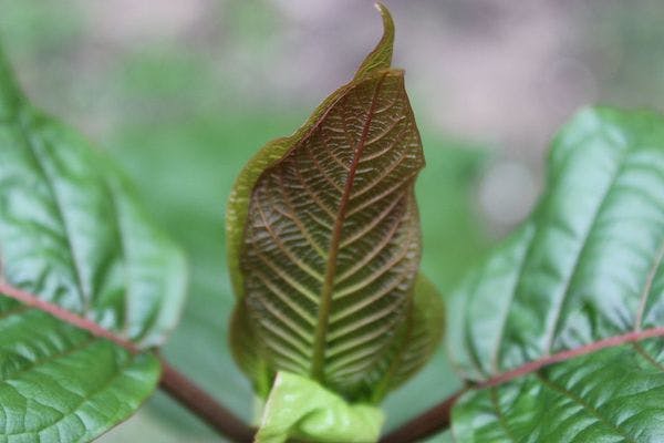Banning kratom won’t stop users or solve the drugs health crisis – so why continue this losing war?