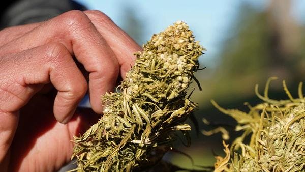 Moroccan government ratifies cannabis bill for medical and industrial purposes
