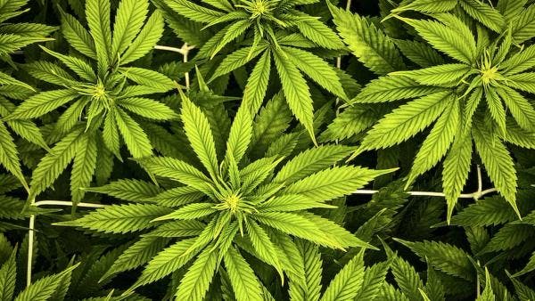 Willful blindness: INCB can find nothing good to say on cannabis legalisation