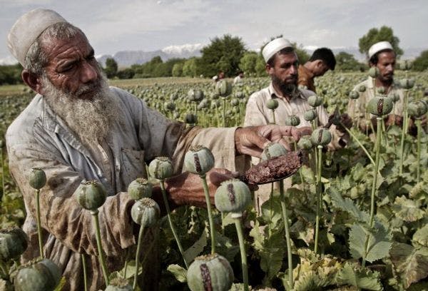 El mercado del opio sigue floreciendo en Afganistán