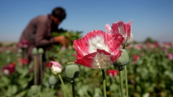 Talibanes de Afganistán prohíben la producción de amapola