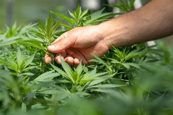 Malte devient le premier pays d'Europe à légaliser le cannabis récréatif
