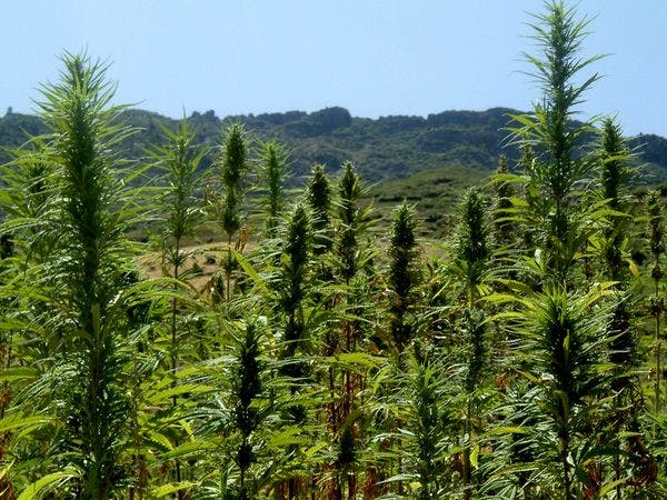 Maroc : La prohibition du cannabis en question