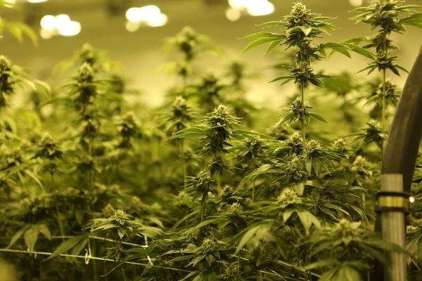 Argentina to allow medicinal marijuana to be grown at home