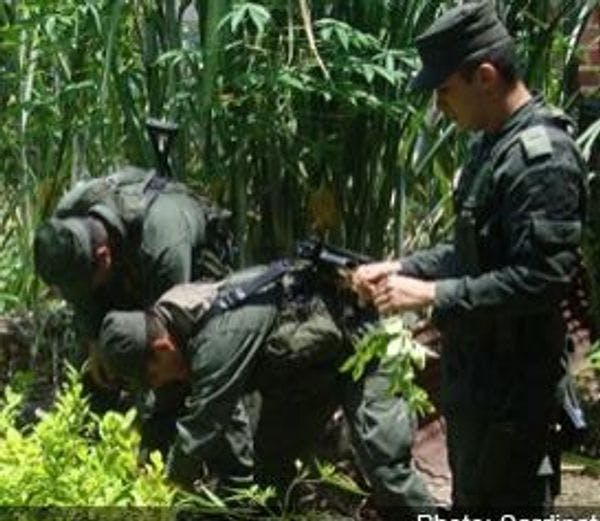 Colombia passes first draft of drug crop legalisation bill 