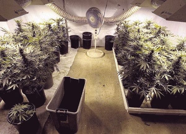 Les implications de la légalisation de la marijuana dans le Colorado et Washington