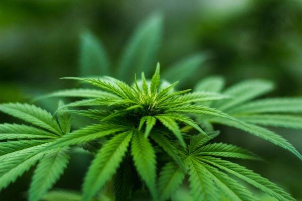 Cannabis in India: Does the law need to catch up with reality?