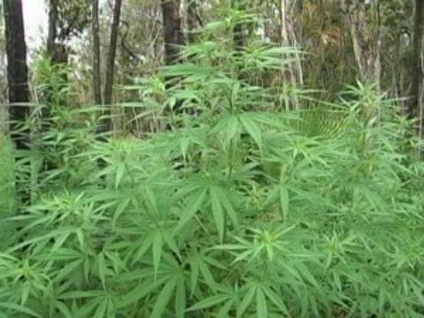 Legal marijuana debated as Belize joins regional push on drugs